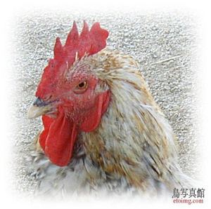 鳥 鶏 写真 年賀状素材17 鶏 にわとり 画像 No109 鶏 顔アップ鶏 真横 鳥写真館 とりったー
