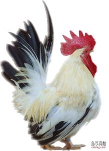 鶏(白背景) ニワトリ 年賀状素材